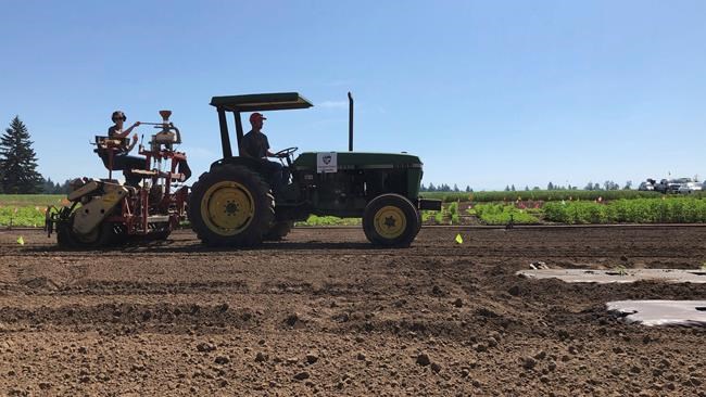 Growers hope standards bring order to hemp industry 'mess' | iNFOnews.ca