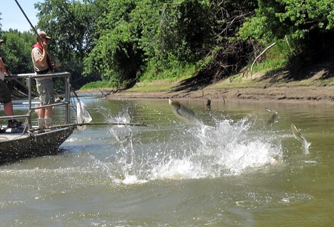 Illinois governor OKs first steps on blocking Asian carp | iNFOnews.ca CP1120263991