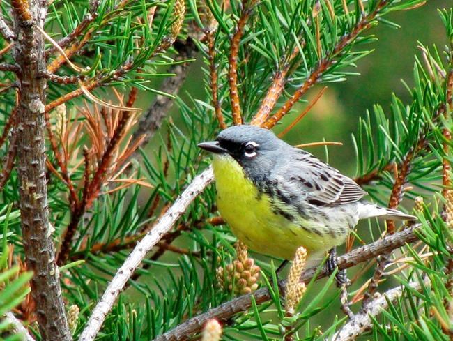 Feds propose dropping songbird from endangered species list | iNFOnews.ca Feds propose dropping songbird from endangered species list | iNFOnews.ca