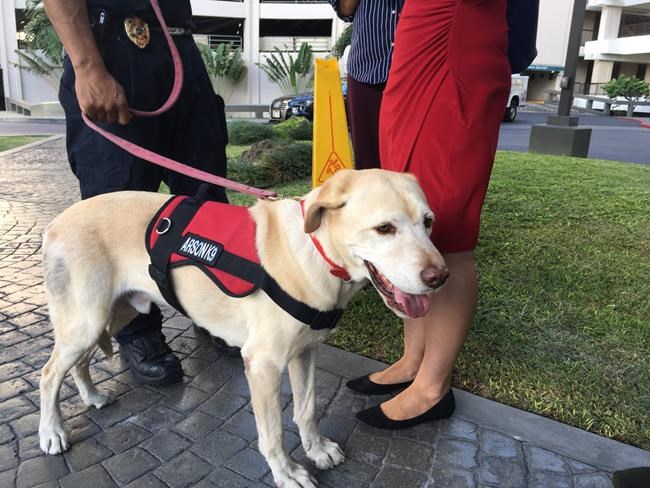 Arson dog searches Honolulu high-rise for ignitable liquids | iNFOnews.ca Arson dog searches Honolulu high-rise for ignitable liquids | iNFOnews.ca