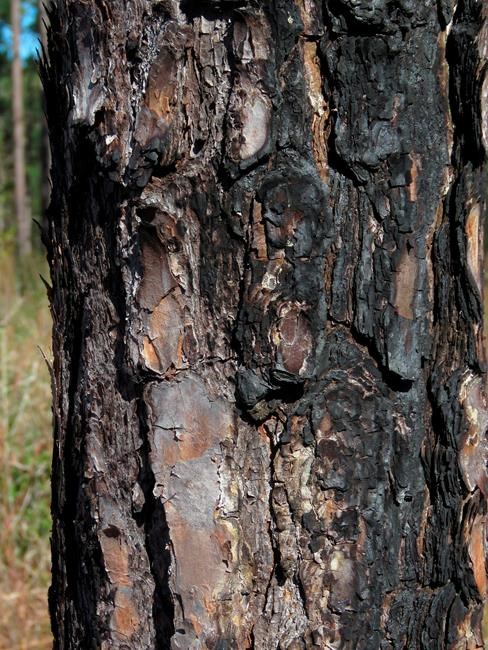 Restoring longleaf pines, keystone of once vast ecosystems | iNFOnews.ca Restoring longleaf pines, keystone of once vast ecosystems | iNFOnews.ca