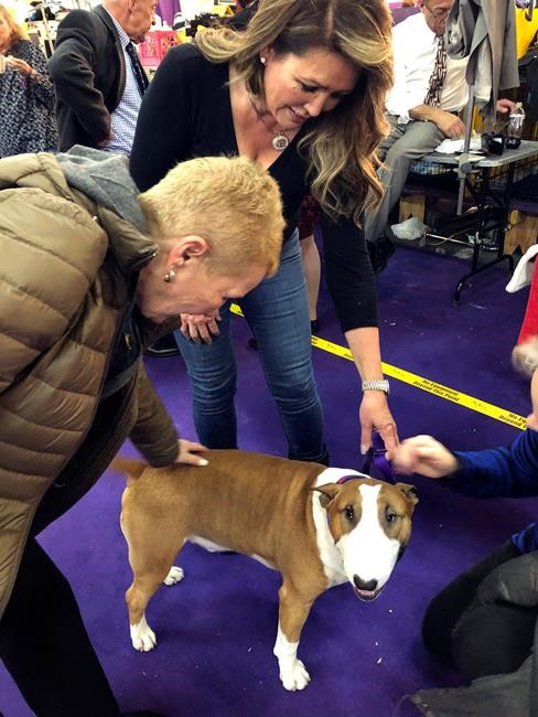 Puppy love: Westminster dog at the heart of a human romance | iNFOnews.ca Puppy love: Westminster dog at the heart of a human romance | iNFOnews.ca