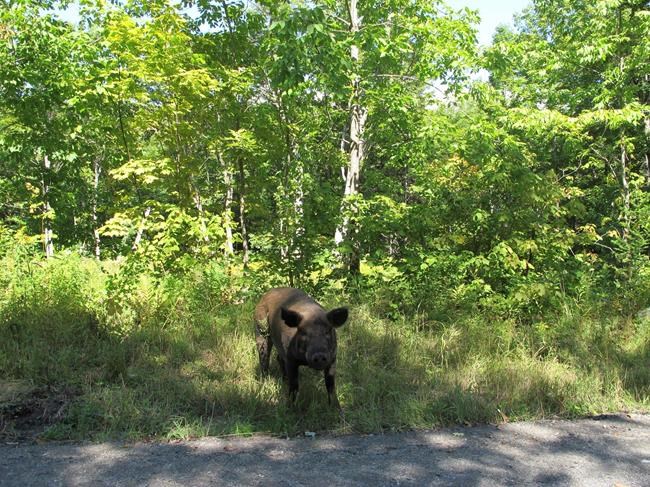 250 pigs escape; most back, some with help from hot dog buns | iNFOnews.ca 250 pigs escape; most back, some with help from hot dog buns | iNFOnews.ca