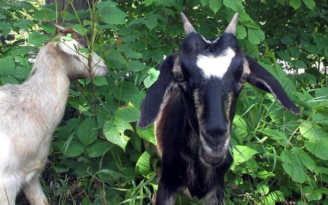 Vermont city employs goats to get rid of poison ivy | iNFOnews.ca