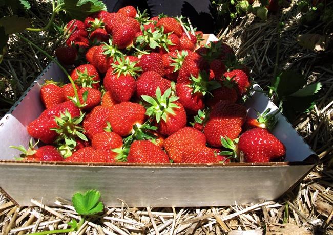 Cold spring delays strawberries but now it's a bumper crop | iNFOnews.ca Cold spring delays strawberries but now it's a bumper crop | iNFOnews.ca