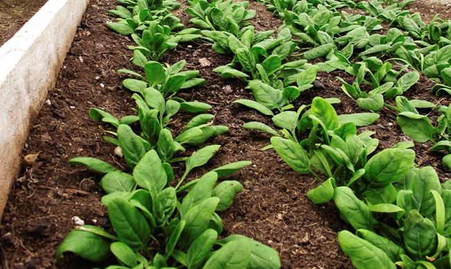 Farm to table: A bit tricky in winter, but in high demand | iNFOnews.ca