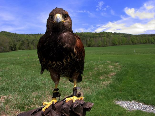 Tourists can now experience the ancient sport of falconry | iNFOnews.ca Tourists can now experience the ancient sport of falconry | iNFOnews.ca
