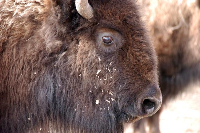 Deal allows Yellowstone bison slaughter | iNFOnews.ca Deal allows Yellowstone bison slaughter | iNFOnews.ca
