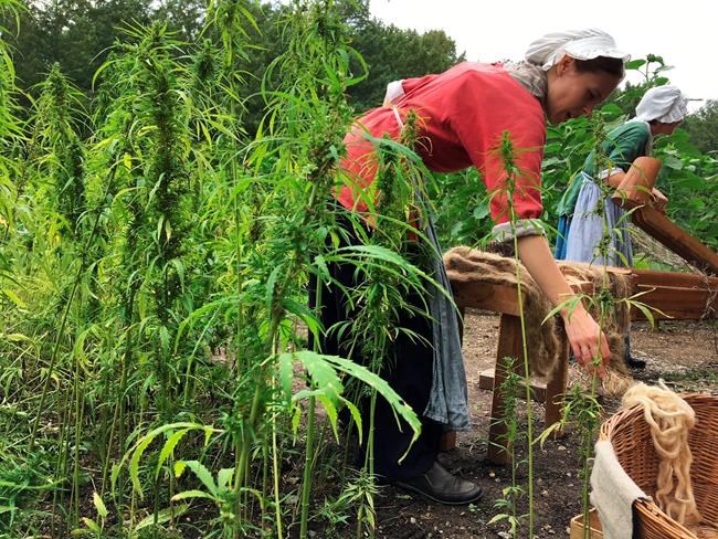 Rope, not dope: Hemp harvest at Washington's Mount Vernon | iNFOnews.ca