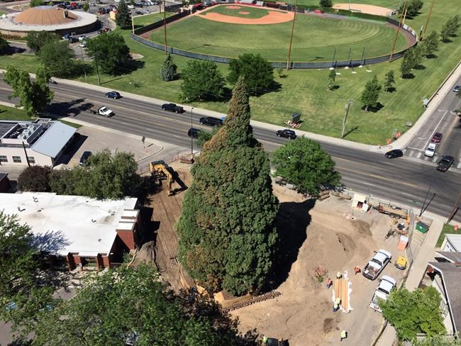 Rolling sequoia: Idaho tree tied to John Muir set for move | iNFOnews.ca Rolling sequoia: Idaho tree tied to John Muir set for move | iNFOnews.ca