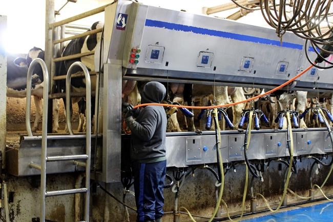 Puerto Ricans could ease South Dakota dairy labour shortage | iNFOnews.ca