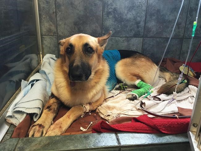 Hero dog saves 7-year-old girl from rattlesnake | iNFOnews.ca