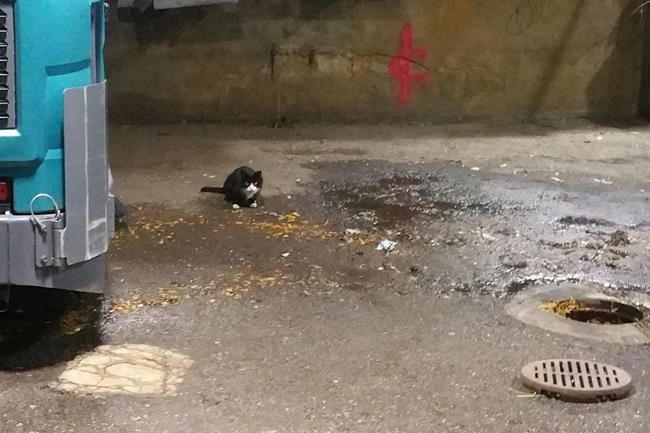 Stray cat patrol: Feral felines deployed in NYC war on rats | iNFOnews.ca