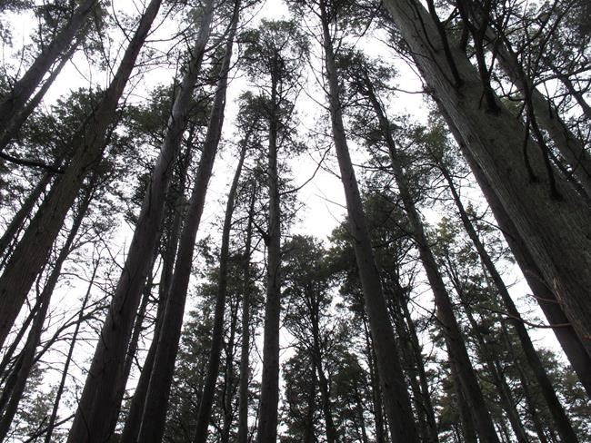 The Latest: Hotly contested Pinelands pipeline approved | iNFOnews.ca
