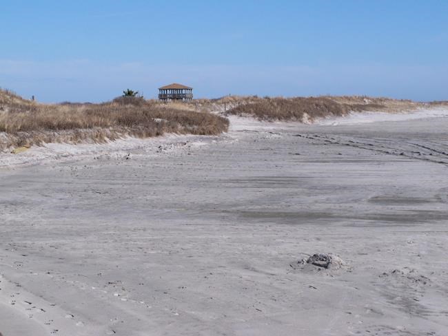 Needs of birds, wants of drivers collide on unspoiled beach | iNFOnews.ca