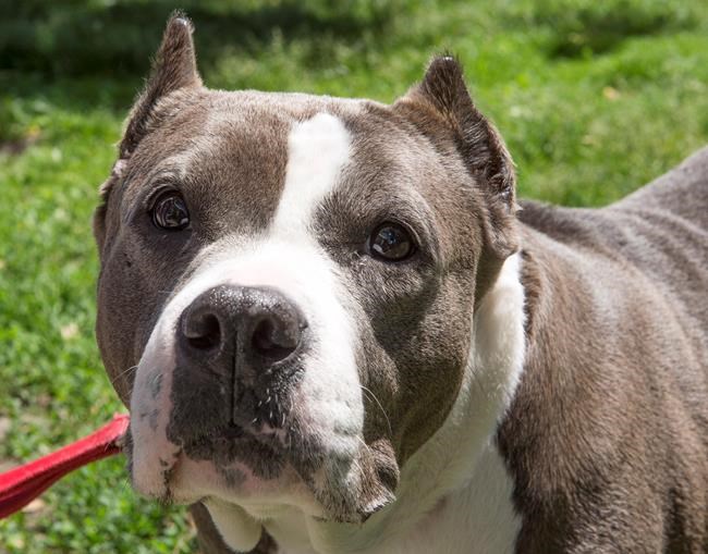 Quebec looking at tighter pit-bull regulations after recent incidents | iNFOnews.ca CP298418443