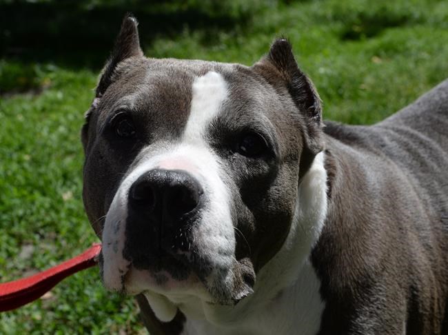 Montreal-area city planning to ban pit bulls after attack on girl last year | iNFOnews.ca CP682176848
