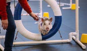 A snort among barks: Amy the pig draws attention as she excels in Seattle dog agility class | iNFOnews.ca CP31885223