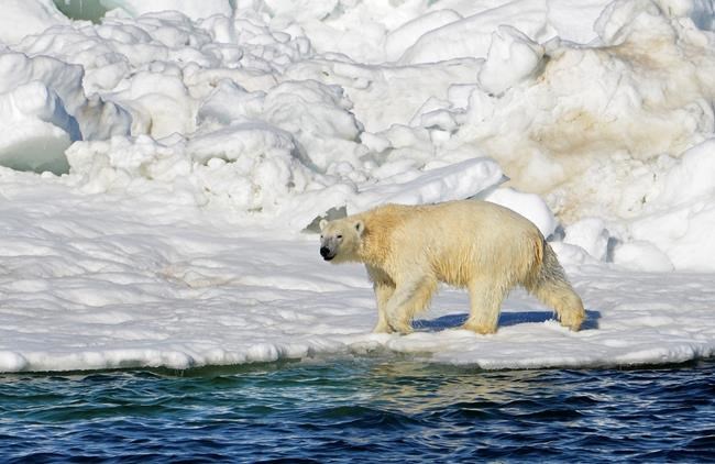 Polar bear plan doesn't seek direct action on climate change | iNFOnews.ca