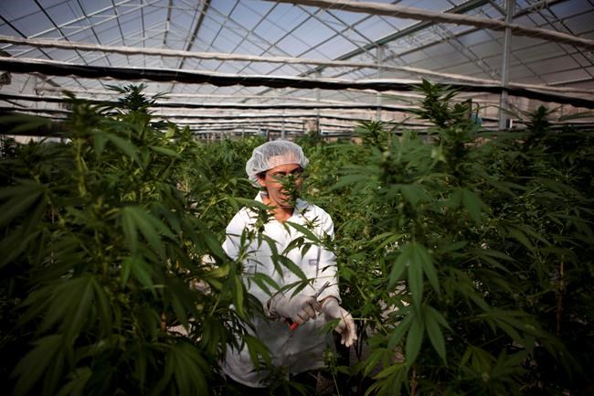 Holy Smokes! Israel takes step toward marijuana reforms | iNFOnews.ca Holy Smokes! Israel takes step toward marijuana reforms | iNFOnews.ca