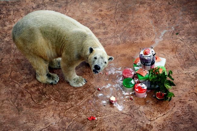 Singapore puts down 27-year-old polar bear born in tropics | iNFOnews.ca Singapore puts down 27-year-old polar bear born in tropics | iNFOnews.ca