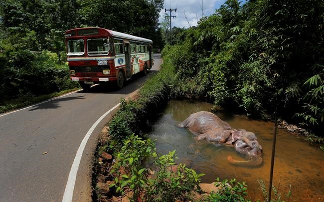 Sri Lanka cracks down on owners of elephants taken from wild | iNFOnews.ca