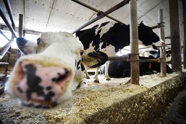 Baloney Meter: Do Canada's efforts to help dairy farmers hurt U.S. counterparts? | iNFOnews.ca
