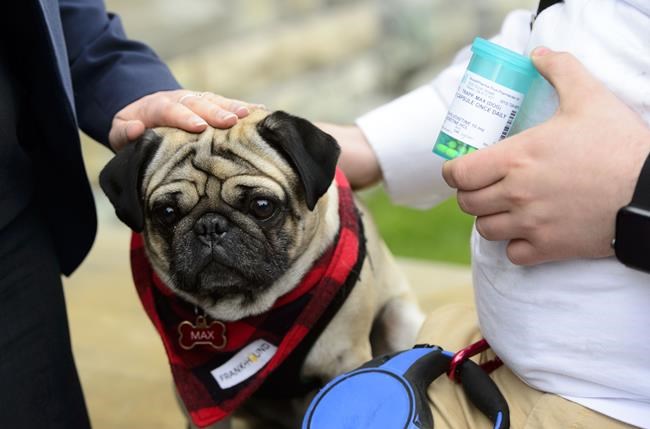 Vets lobby to expand medical cannabis laws to include dogs, cats | iNFOnews.ca CP2033684515