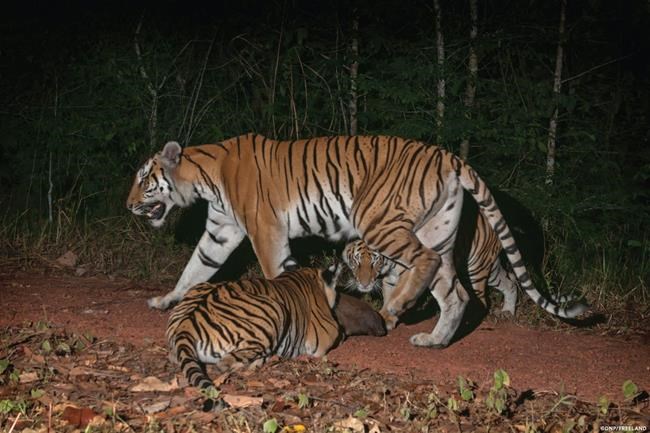 Thai jungle seen as breeding ground for Indochinese tigers | iNFOnews.ca