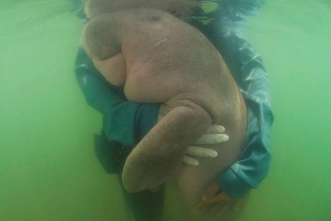 Thailand's lost baby dugong dies from shock, eating plastic | iNFOnews.ca CP1136344969