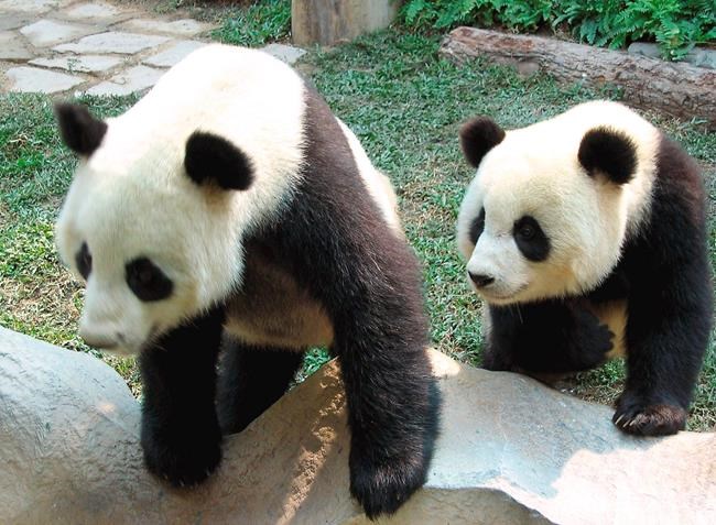 Popular panda on loan from China dies in Thai zoo | iNFOnews.ca Popular panda on loan from China dies in Thai zoo | iNFOnews.ca