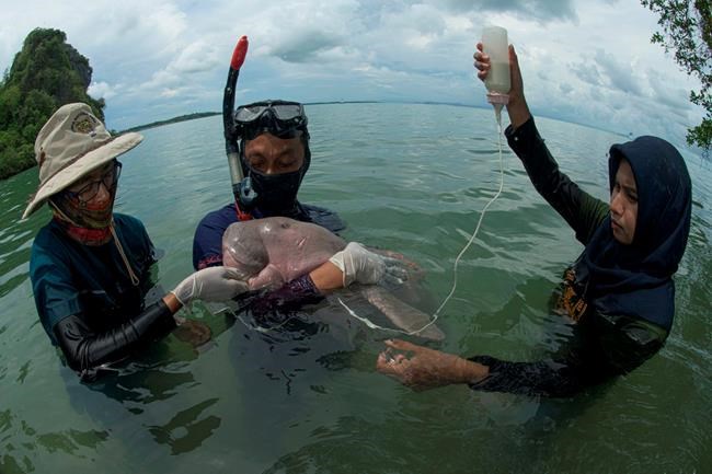Thai marine biologist pleads for dugong conservation plan | iNFOnews.ca Thai marine biologist pleads for dugong conservation plan | iNFOnews.ca