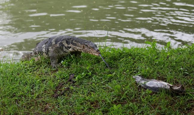Bangkok starts to clear lizards from popular park | iNFOnews.ca Bangkok starts to clear lizards from popular park | iNFOnews.ca