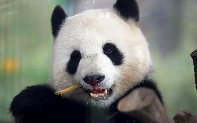 Panda romance in the air at Berlin zoo, but love takes time | iNFOnews.ca