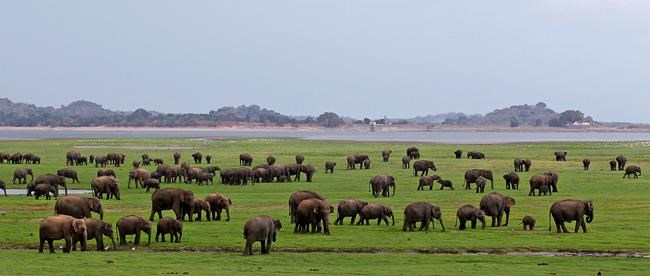Sri Lanka to offer livestreams from wildlife parks | iNFOnews.ca Sri Lanka to offer livestreams from wildlife parks | iNFOnews.ca