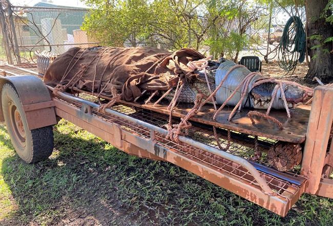 770-pound crocodile caught at Outback tourist destination | iNFOnews.ca