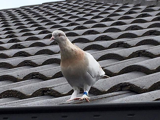 Fake US leg band gets pigeon a reprieve in Australia | iNFOnews.ca Fake US leg band gets pigeon a reprieve in Australia | iNFOnews.ca
