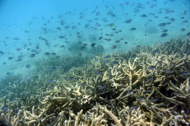 Australia lowers Great Barrier Reef outlook to 'very poor' | iNFOnews.ca Australia lowers Great Barrier Reef outlook to 'very poor' | iNFOnews.ca