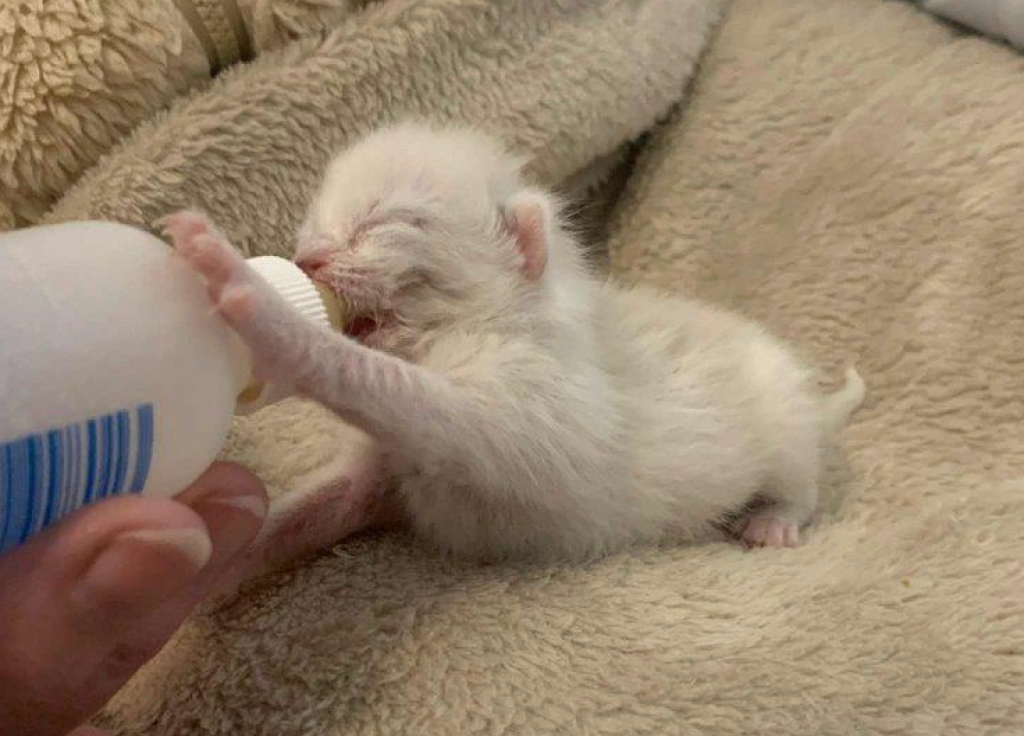One of three newborn kittens found in Kelowna scrap yard survives | iNFOnews.ca