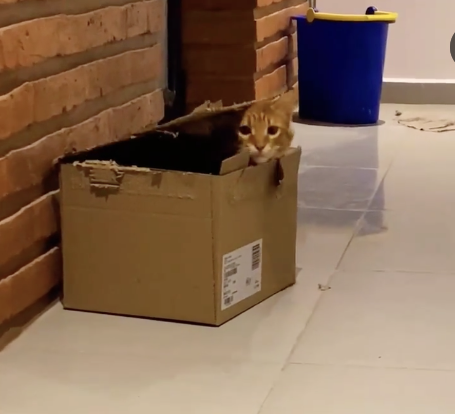 TRENDING NOW: Cat in a box | iNFOnews.ca