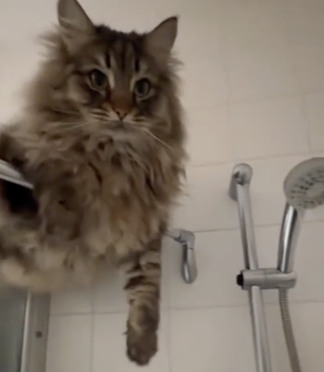 TRENDING NOW: Cats invading their humans' personal space | iNFOnews.ca TRENDING NOW: Cats invading their humans' personal space | iNFOnews.ca