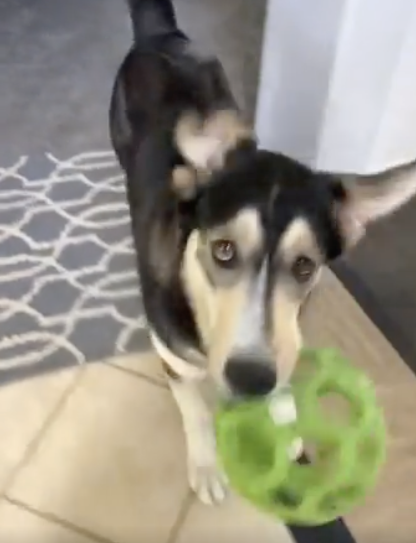 TRENDING NOW: A really, really, really happy dog | iNFOnews.ca TRENDING NOW: A really, really, really happy dog | iNFOnews.ca