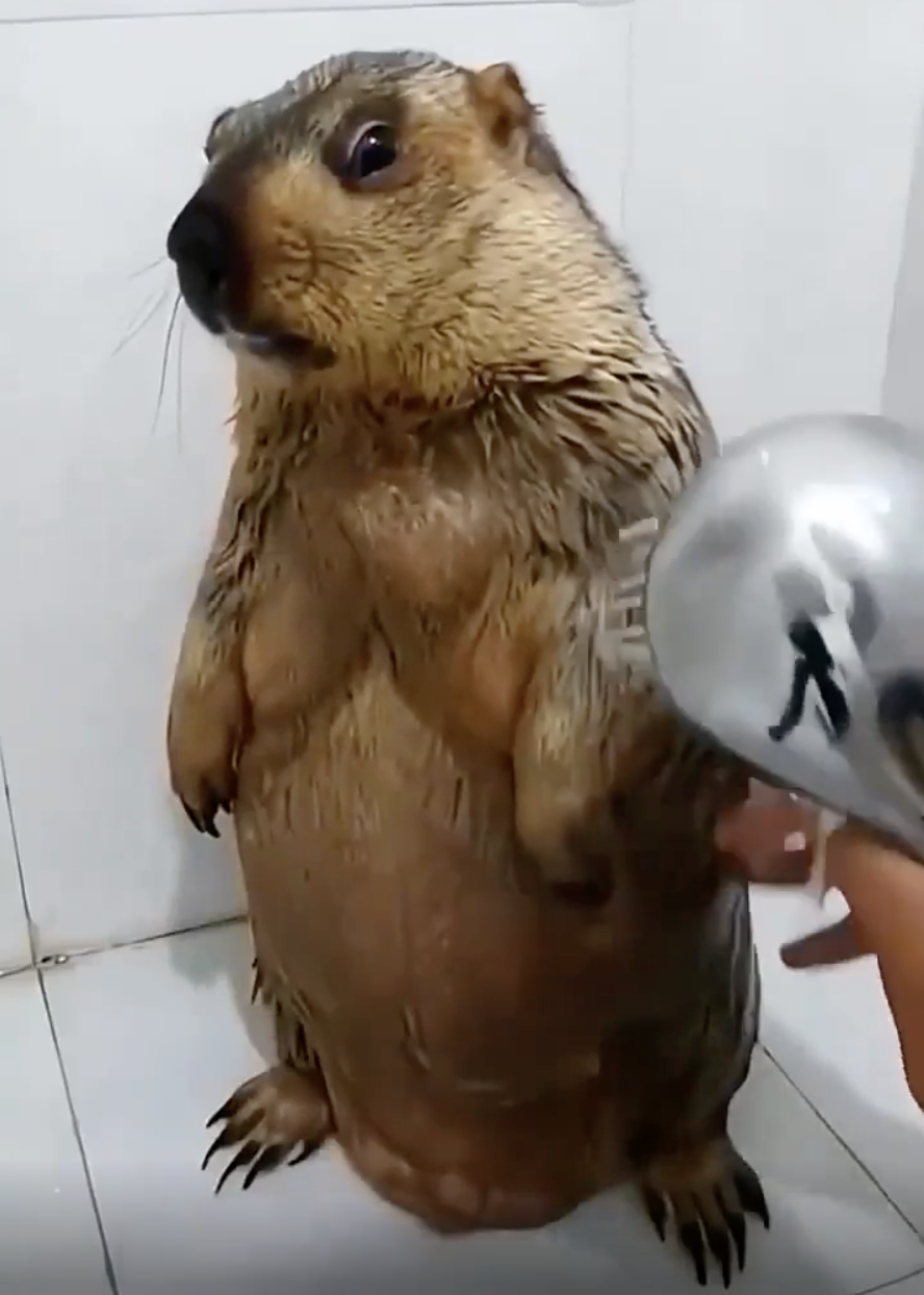 TRENDING NOW: A marmot enjoying his spa day | iNFOnews.ca
