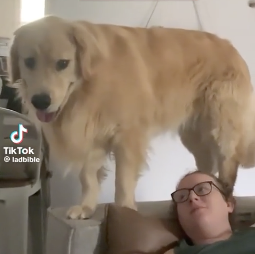 TRENDING NOW: Dog has some serious boundary issues | iNFOnews.ca