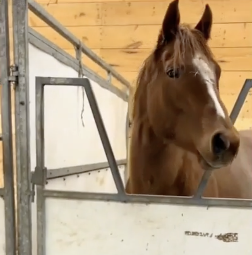 TRENDING NOW: This horse is a headbanger | iNFOnews.ca