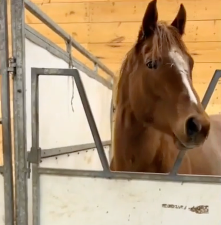 TRENDING NOW: This horse is a headbanger | iNFOnews.ca