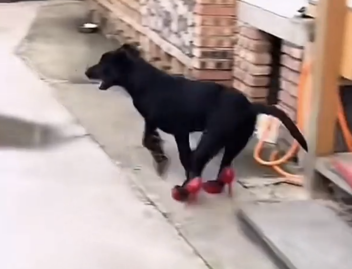TRENDING NOW: Dog rocking some heels | iNFOnews.ca TRENDING NOW: Dog rocking some heels | iNFOnews.ca