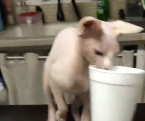 TRENDING NOW: Will work for canned tuna | iNFOnews.ca TRENDING NOW: Will work for canned tuna | iNFOnews.ca