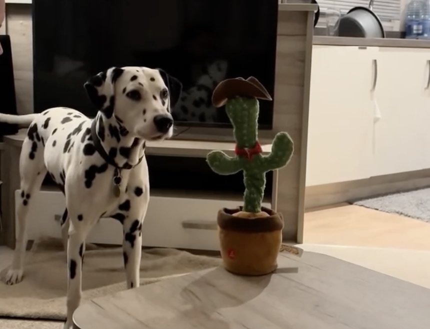 TRENDING NOW: Dog debates talking toy | iNFOnews.ca TRENDING NOW: Dog debates talking toy | iNFOnews.ca
