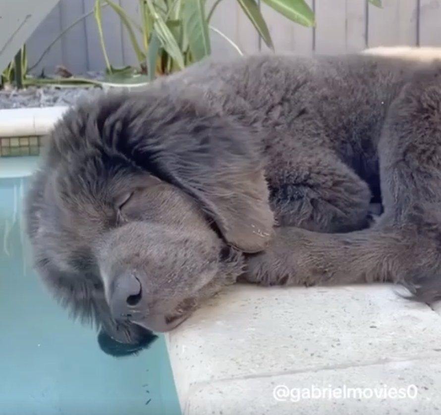 TRENDING NOW: Sleeping dogs are the funniest dogs | iNFOnews.ca TRENDING NOW: Sleeping dogs are the funniest dogs | iNFOnews.ca
